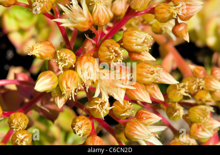 Lebendige Nahaufnahme einer saftigen Echeveria in Blüte, mit zahlreichen glockenförmigen, gelben Blüten auf hellrosa Stielen. Stockfoto