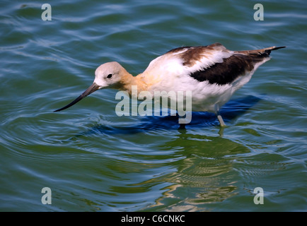 Amerikanischer Avocet (Recurvirostra americana), der in flachem Wasser weht, mit umgedrehtem Seebrück, weißem und schwarzem Körper und einem kräftigen Kopf im Zuchtgefieder. Stockfoto