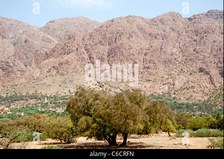 Marokko, Nordafrika, Afrika, Argan Baum, Ziege Baum im Anti-Atlas-Gebirge Stockfoto