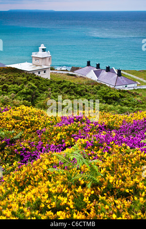 Gelber Ginster und lila Heidekraut mit Bull Point Lighthouse und Lundy Island in der Nähe von Woolacombe und Morthoe, Devon, England, UK Stockfoto
