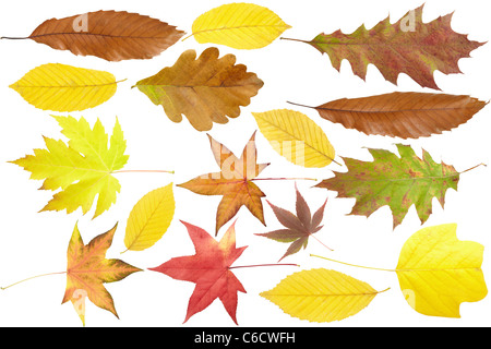 Blätter im Herbst Kollektion isoliert auf weißem Hintergrund Stockfoto