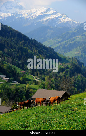 Herde von Abondance Kühe grasen auf einer Weide in der Nähe des Dorfes Hauteluce in Beaufortain Region, Französische Alpen, Savoie, Europa Stockfoto