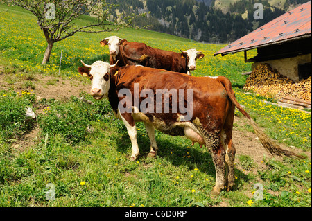 Abondance grasende Kühe auf einer Weide in der Nähe von Dorf Hauteluce Beaufortain Region, Französische Alpen, Savoie, Europa Stockfoto