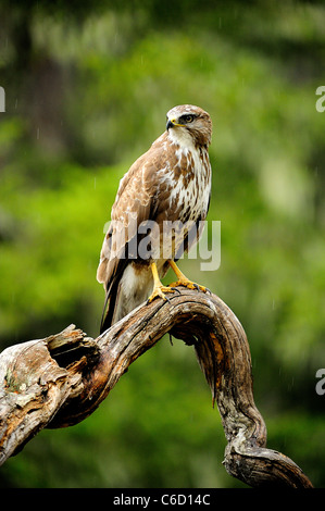 Mäusebussard (wissenschaftlicher Name: Buteo Buteo) in Beaufortain Region, Französische Alpen, Savoie, Europa Stockfoto