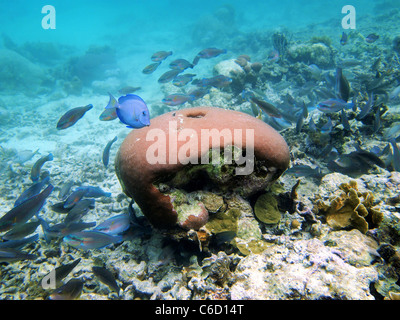 Schule von tropischen Fischen in der Korallen Stockfoto