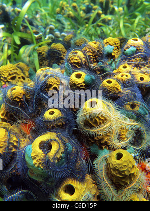 Nahaufnahme von Schwämmen und Schlangensterne in Bocas del Toro Stockfoto
