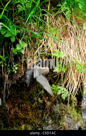 Weißer-throated Schöpflöffel (wissenschaftlicher Name: Cinclus Cinclus) in Beaufortain Region, Französische Alpen, Savoie, Europa Stockfoto