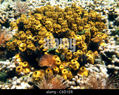 Gelbe Röhrenschwämmen mit Korallen Ans Meer Würmer in Bocas del Toro Stockfoto