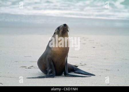 Ein Baby Dichtung auf dem Carmel Beach, Calfornia Stockfoto