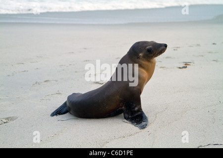 Ein Baby Dichtung auf dem Carmel Beach, Calfornia Stockfoto