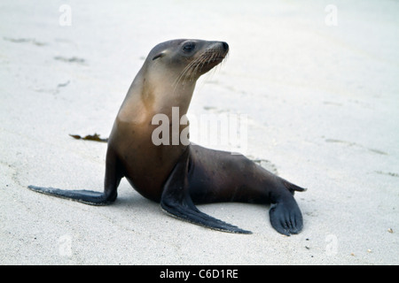 Ein Baby Dichtung auf dem Carmel Beach, Calfornia Stockfoto