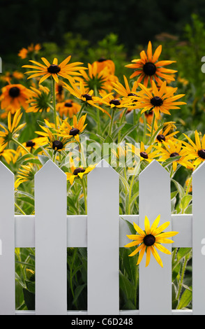 Black-Eyed Susan Blumen im Garten Stockfoto