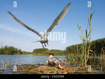 Weissbart Tern, Chlidonias Hybrida, Fütterung der Küken im Nest, Valencia, Spanien Stockfoto