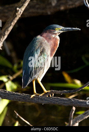 Grün Heron (Butorides Virescens) im Lebensraum Stockfoto