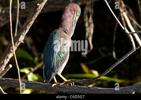 Grün Heron (Butorides Virescens) im Lebensraum zu putzen Stockfoto