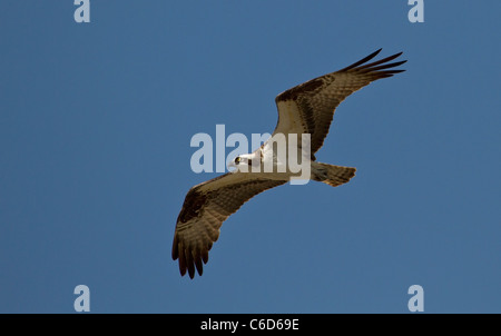 Fischadler (Pandion Haliaetus) im Flug Stockfoto