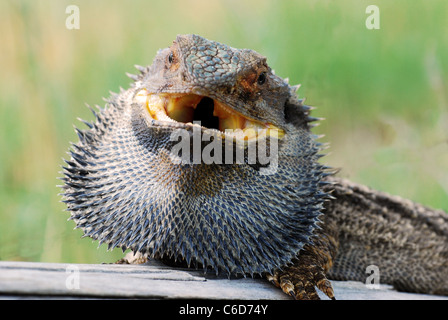 Australian Bearded Dragon, Pogona barbata zeigt Aggression Stockfoto