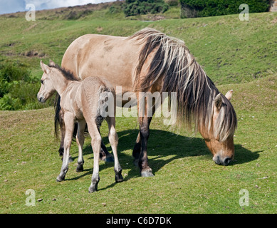 Stute und Fohlen, Dartmoor National Park, Devon, England Stockfoto