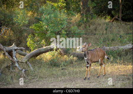 Junge männliche Nyala (Tragelaphus Angasi), Mkhuze Wildreservat, iSimangaliso Wetland Park, Südafrika Stockfoto