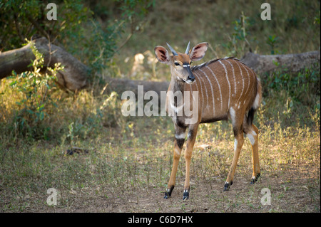 Junge männliche Nyala (Tragelaphus Angasi), Mkhuze Wildreservat, iSimangaliso Wetland Park, Südafrika Stockfoto