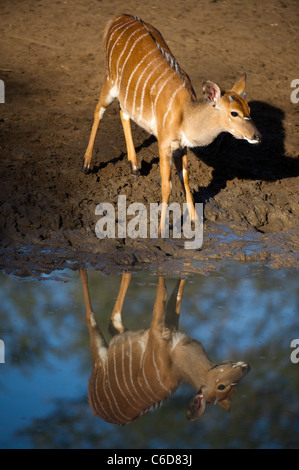 Junge Nyala trinken (Tragelaphus Angasi), Mkhuze Wildreservat, iSimangaliso Wetland Park, Südafrika Stockfoto