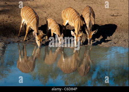 Nyala trinken (Tragelaphus Angasi), Mkhuze Wildreservat, iSimangaliso Wetland Park, Südafrika Stockfoto