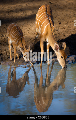 Nyala trinken (Tragelaphus Angasi), Mkhuze Wildreservat, iSimangaliso Wetland Park, Südafrika Stockfoto