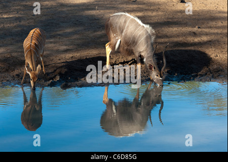 Nyala trinken (Tragelaphus Angasi), Mkhuze Wildreservat, iSimangaliso Wetland Park, Südafrika Stockfoto