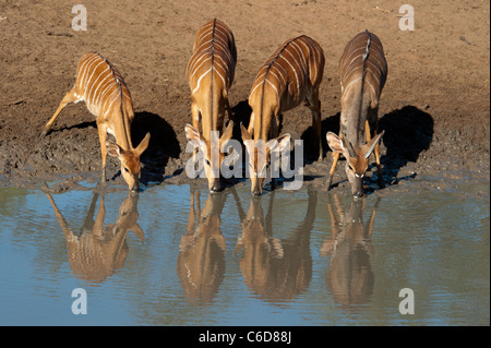 Nyala trinken (Tragelaphus Angasi), Mkhuze Wildreservat, iSimangaliso Wetland Park, Südafrika Stockfoto