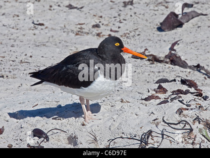 Magellanic Austernfischer (Haematopus Leucopodus) am Strand von Saunders Island, den Falkland-Inseln Stockfoto