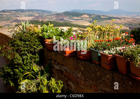 Töpfe mit Blumen und Pflanzen, Pienza, Toskana, Italien Stockfoto