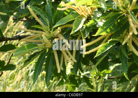 Blühender Baum der Edelkastanie (Castanea Sativa). Ort: Männliche Karpaty, Slowakei. Stockfoto