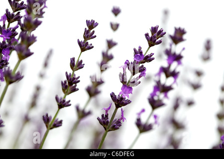 Lavendel Blumen