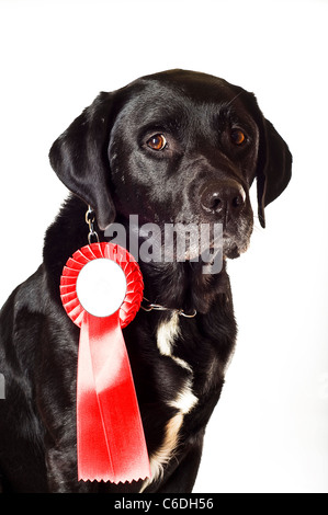 Labrador-mix Stockfoto