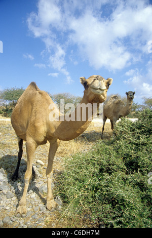 Dromedar, Camelus dromedarius, in der Sandwüste von Salalah, Oman, Asien Stockfoto