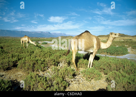 Dromedar, Camelus dromedarius, in der Sandwüste von Salalah, Oman, Asien Stockfoto