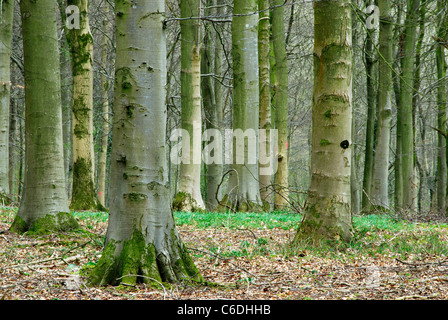 Fontmell Wood in North Dorset mit Baumstämmen und dem Waldboden UK Stockfoto