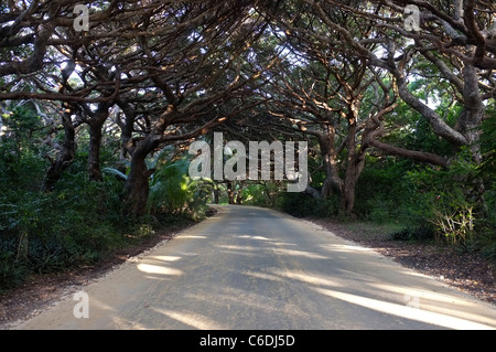 Feldweg mit über hängende Kiefern in der Nähe von Kanumera Bay, Ile des Pins, Neukaledonien Stockfoto