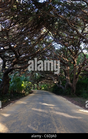 Feldweg mit über hängende Kiefern in der Nähe von Kanumera Bay, Ile des Pins, Neukaledonien Stockfoto