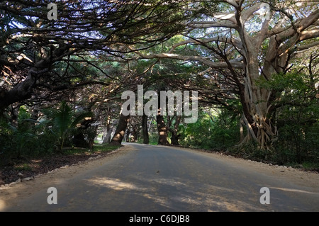 Feldweg mit über hängende Kiefern in der Nähe von Kanumera Bay, Ile des Pins, Neukaledonien Stockfoto