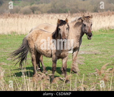 Konik Wildpferde Tier Stodmarsh England Kent Stockfoto