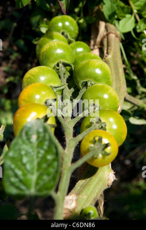 Trauben von unreifen Tomaten in eine Zuteilung im späten August. Stockfoto