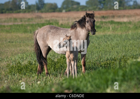 Konik Wildpferde Tier Stodmarsh England Kent Stockfoto