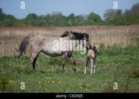 Konik Wildpferde Tier Stodmarsh England Kent Stockfoto