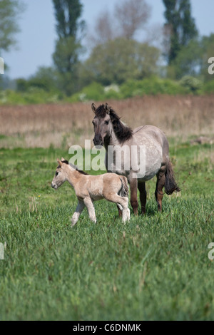 Konik Wildpferde Tier Stodmarsh England Kent Stockfoto