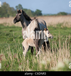 Konik Wildpferde Tier Stodmarsh England Kent Stockfoto