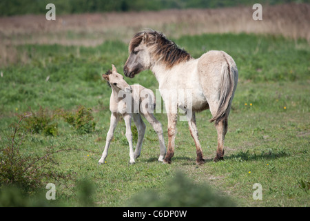 Konik Wildpferde Tier Stodmarsh England Kent Stockfoto