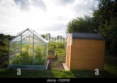 Ein Gewächshaus und Holzschuppen an eine Zuteilung Standort an einem sonnigen Sommerabend im august... Stadt London Stockfoto