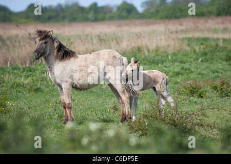 Konik Wildpferde Tier Stodmarsh England Kent Stockfoto