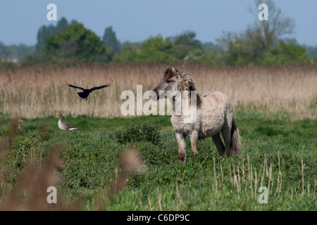 Konik Wildpferde Tier Stodmarsh England Kent Stockfoto